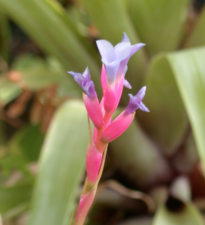 Tillandsia blooms